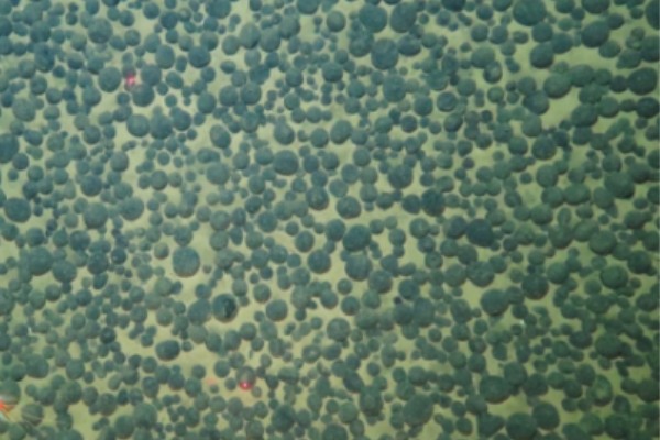 戳屄视频网站在线免费观看深海锰结核区沉积物微生物代谢适应机制